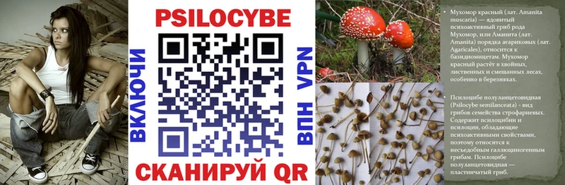 закладки  Плёс  Псилоцибиновые грибы Psilocybe 